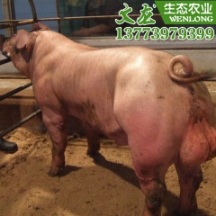 批发优质杜洛克种猪 美系杜洛克小公猪 杜洛克公猪价格公猪仔