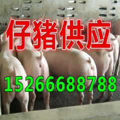 厂家猪苗批发 黑猪苗母猪仔种猪 活体小猪仔猪 包邮包运输