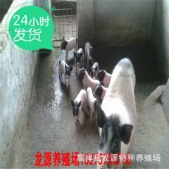 常年对外批发零售巴马香猪种猪 巴马小香猪苗 香猪种苗价格