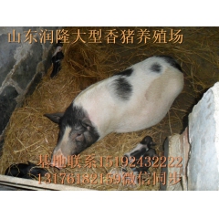 常年对外出售巴马香猪种猪 小香猪价格 猪苗