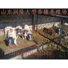 房地产开盘活动租赁巴马香猪种猪 宠物猪 小香猪价格