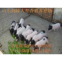 供应巴马香猪 小香猪 种猪 长白山野猪 香猪养殖场