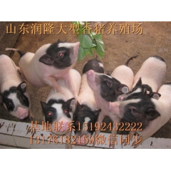 供应大中小巴马香猪 种猪 猪苗 土猪 野猪养殖场