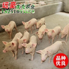 厂家仔猪批发  仔猪苗 长白猪 三元猪 仔猪品种齐全量大优惠