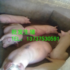 长期供应广西博白优质生猪,三元猪,长白猪,土杂猪,量大从优