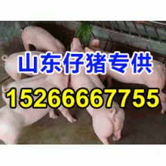 批发价格养殖场三元猪  纯种长白猪