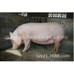 长白猪 良种外二元母猪   生猪价格     黑种猪