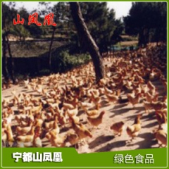 长期供应 江西优良地方品种 优质肉鸡 宁都黄鸡（120日龄）
