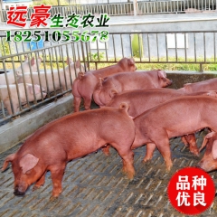 批发洛克公猪 杜洛克小猪苗 纯种杜洛克 台系美系杜洛克大型养...