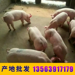 杜洛克  苗猪  仔猪  小猪  仔猪批发  就来山东
