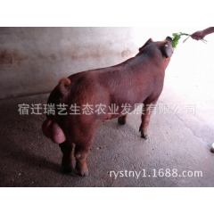杜洛克公猪 纯种美系杜洛克 红毛杜洛克种猪 瘦肉型杜洛克种公...