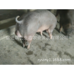 美系纯种杜洛克种猪 瘦肉型杜洛克 高脚体长优质杜洛克公猪