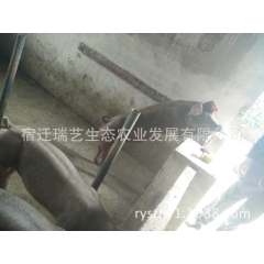 杜洛克纯种公猪 瘦肉型杜洛克品种猪 新美系杜洛克