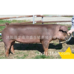 杜洛克种猪价格 美系杜洛克 台系杜洛克 杜洛克猪增重快 无应...