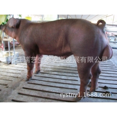 美系杜洛克 瘦肉型纯种杜洛克公猪 杜洛克种猪价格 仔猪价格