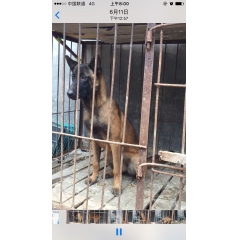 两个月大的马犬价格 纯种马犬图片