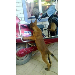 哪有卖红马犬的 纯种血统马犬多少钱