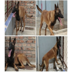 纯种精品马犬出售 小马犬价格山东马犬养殖