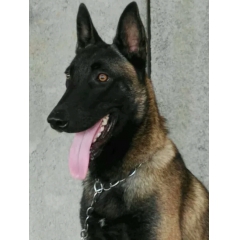 重庆哪里有买马犬的3个月马犬多少钱一条