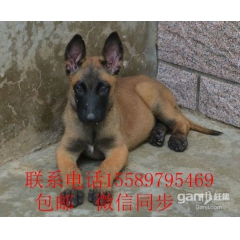 大骨架  双血统马犬撕咬力强