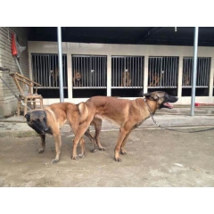 马犬价格 春季优质马犬幼犬价格 马犬养殖