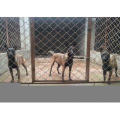 沧州市哪里出售马犬 赛级马犬的价格