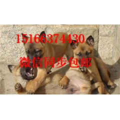 出售精品马犬血统马犬幼犬红马黑马黄马