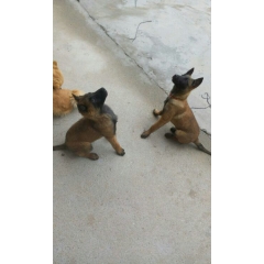 马犬幼犬多少钱一只 纯种马犬价格多少钱