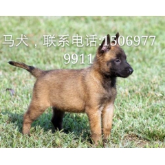 马犬