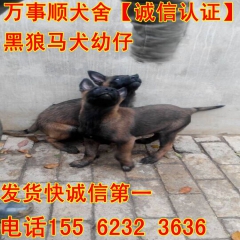 马犬幼仔,山东马犬价格,养殖马犬基地