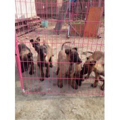 纯种马犬价格 马犬养殖场报价