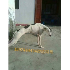 格力犬的价格高吗