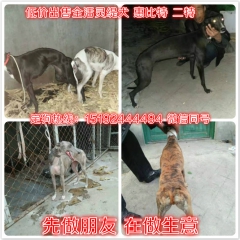 哪里有卖纯种格力犬的价格多少啊