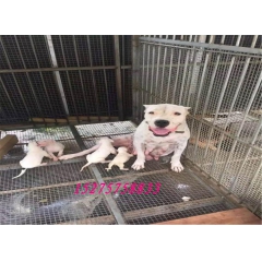杜高犬多少钱