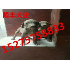 比特犬价格比特犬多少钱一条