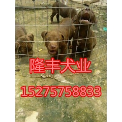 比特犬幼崽多少钱一只