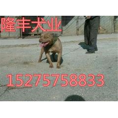 比特犬幼崽多少钱一只