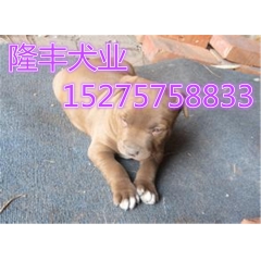 纯种比特幼犬多少钱
