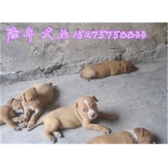 出售纯种比特狗