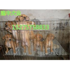 比特狗多少钱