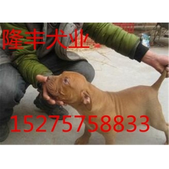哪里能买到纯种比特犬