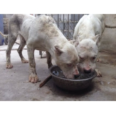 出售纯种杜高犬 杜高犬价格