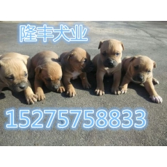 现在纯种比特犬多少钱