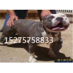 小比特犬多少钱一只