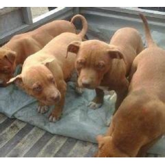 出售纯种比特犬 一个月之内死亡包赔
