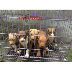 求购比特幼犬 正规犬舍出售比特犬