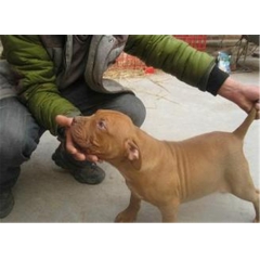 上海什么地方卖比特犬