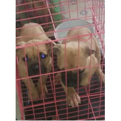 比特犬一般价格