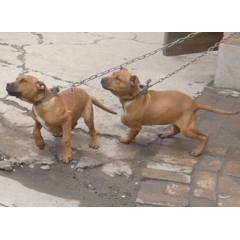 什么地方卖纯种比特犬