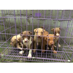 北京比特犬价格